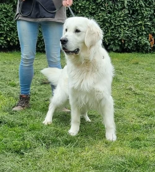 Les Golden Retriever de l'affixe des hirondelles du voyage