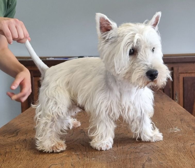 Les West Highland White Terrier de l'affixe des hirondelles du voyage