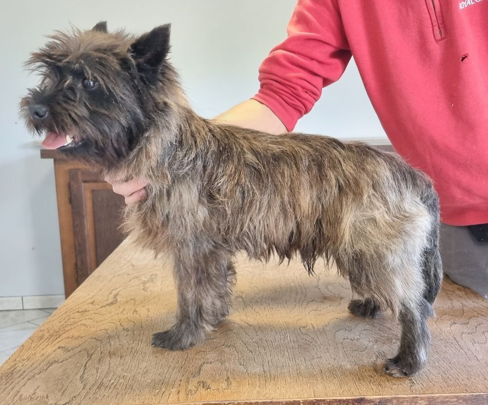 Les Cairn Terrier de l'affixe des hirondelles du voyage