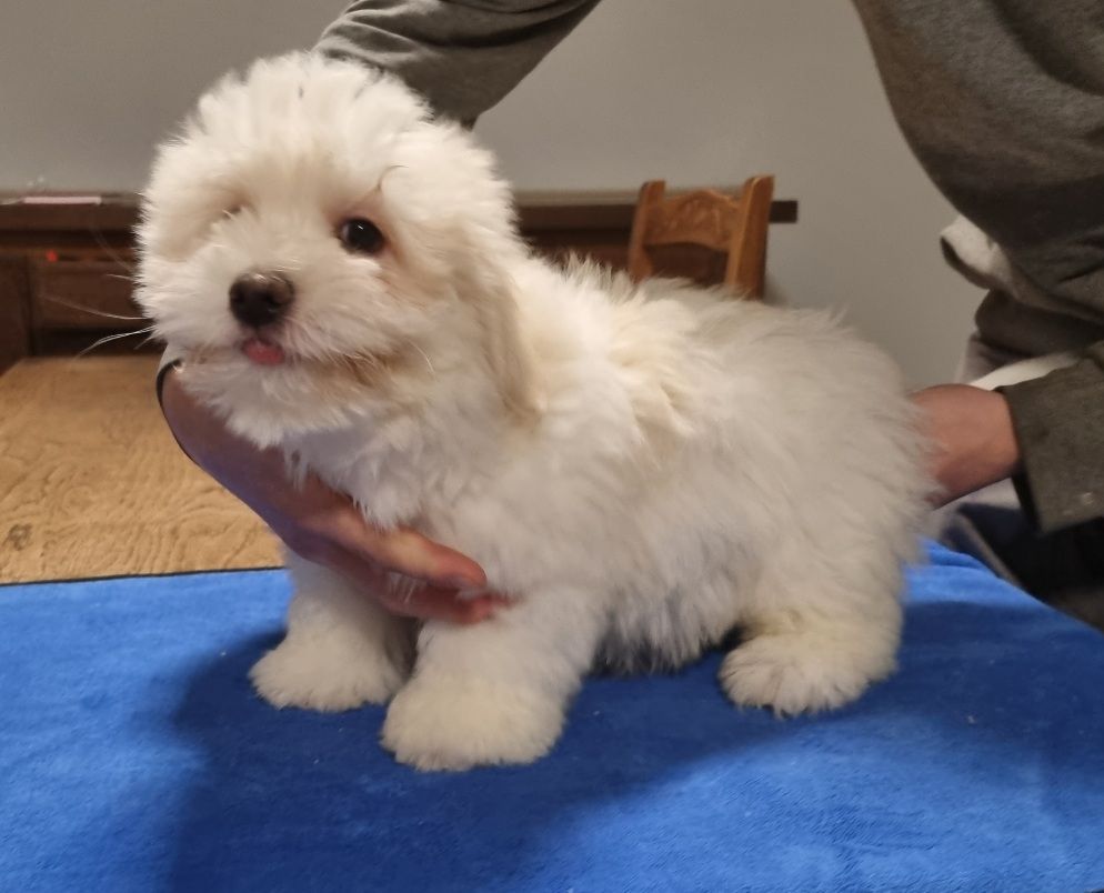 des hirondelles du voyage - Chiot disponible  - Coton de Tulear