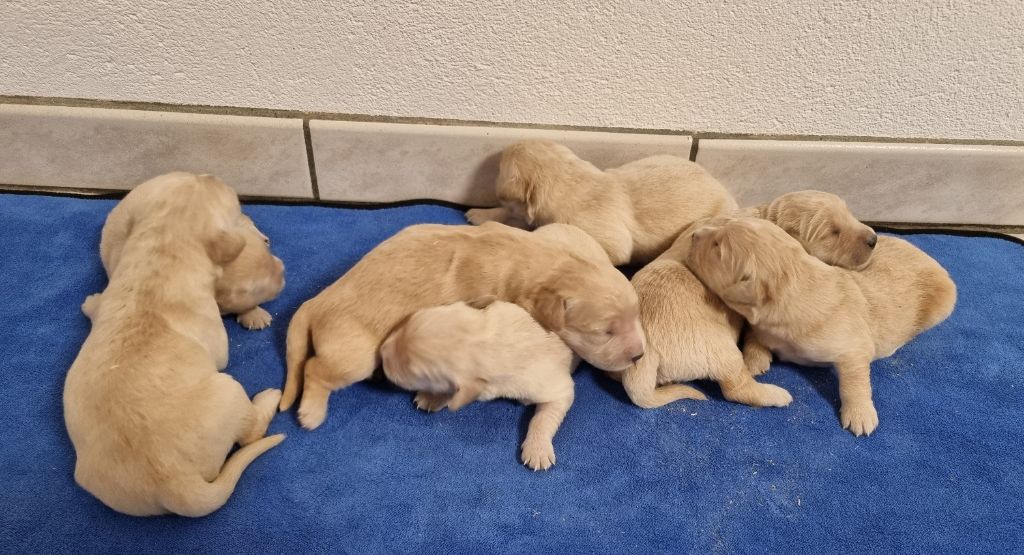 des hirondelles du voyage - Chiot disponible  - Golden Retriever