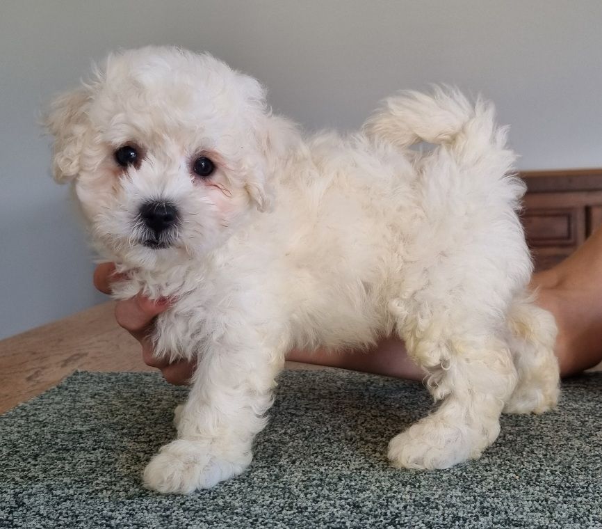 des hirondelles du voyage - Chiot disponible  - Bichon Frise