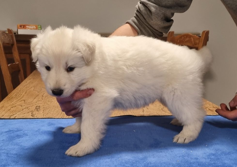 des hirondelles du voyage - Chiot disponible  - Berger Blanc Suisse