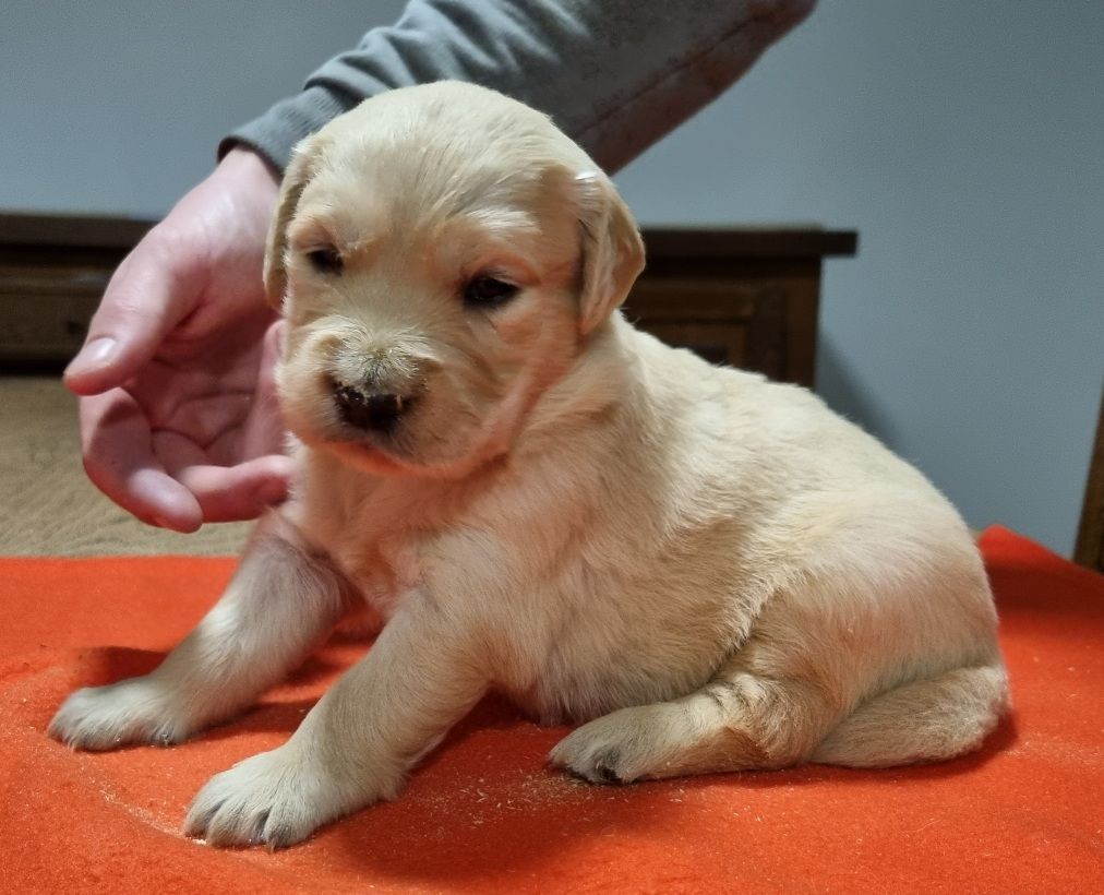 des hirondelles du voyage - Chiot disponible  - Golden Retriever