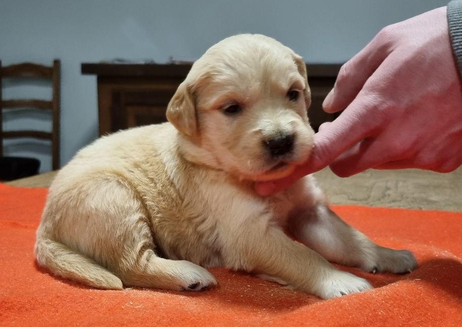 des hirondelles du voyage - Chiot disponible  - Golden Retriever