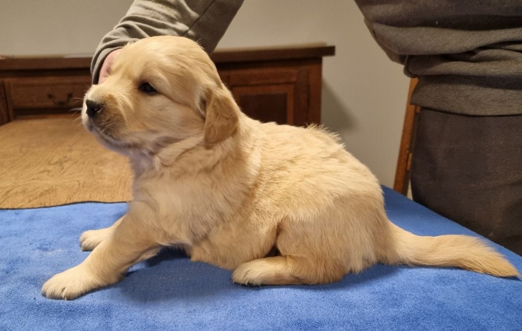 des hirondelles du voyage - Chiot disponible  - Golden Retriever