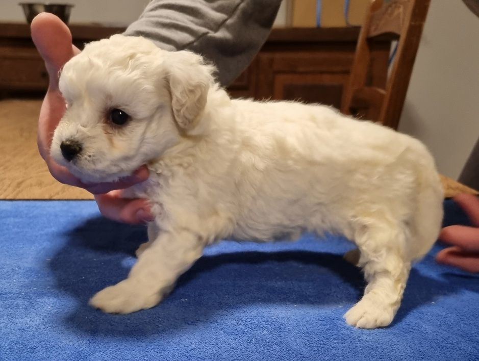 des hirondelles du voyage - Chiot disponible  - Bichon Frise