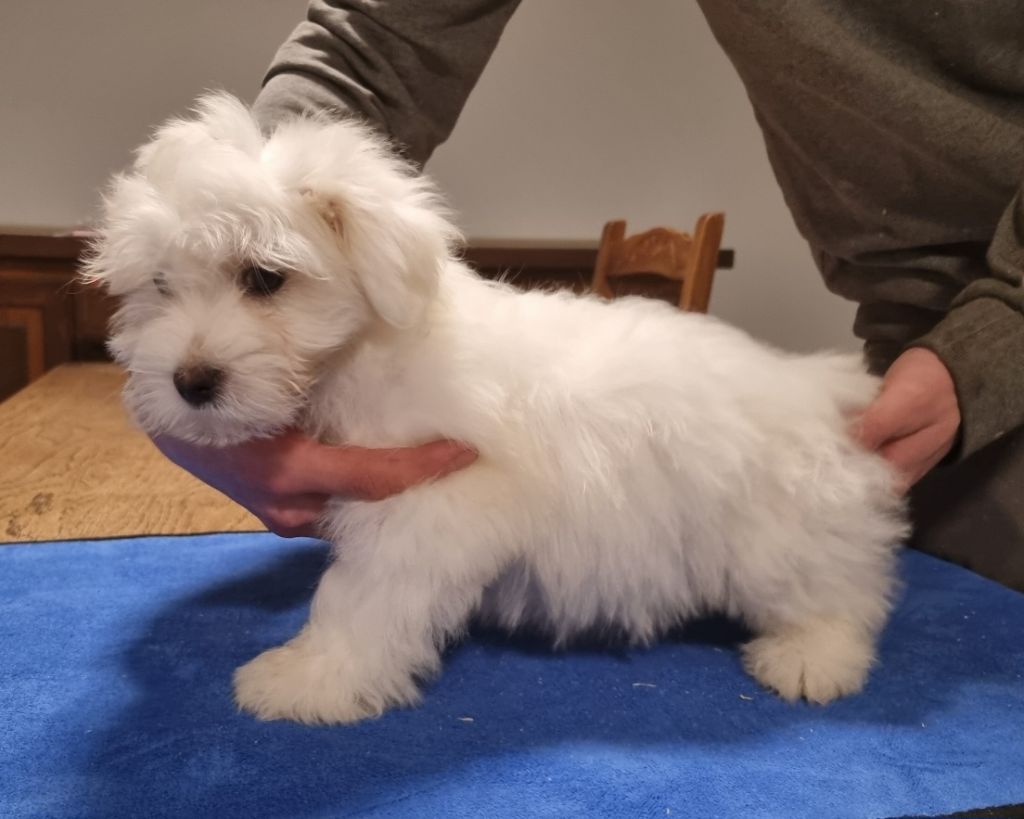 des hirondelles du voyage - Chiot disponible  - Coton de Tulear