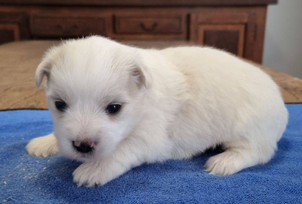 des hirondelles du voyage - Chiot disponible  - Coton de Tulear