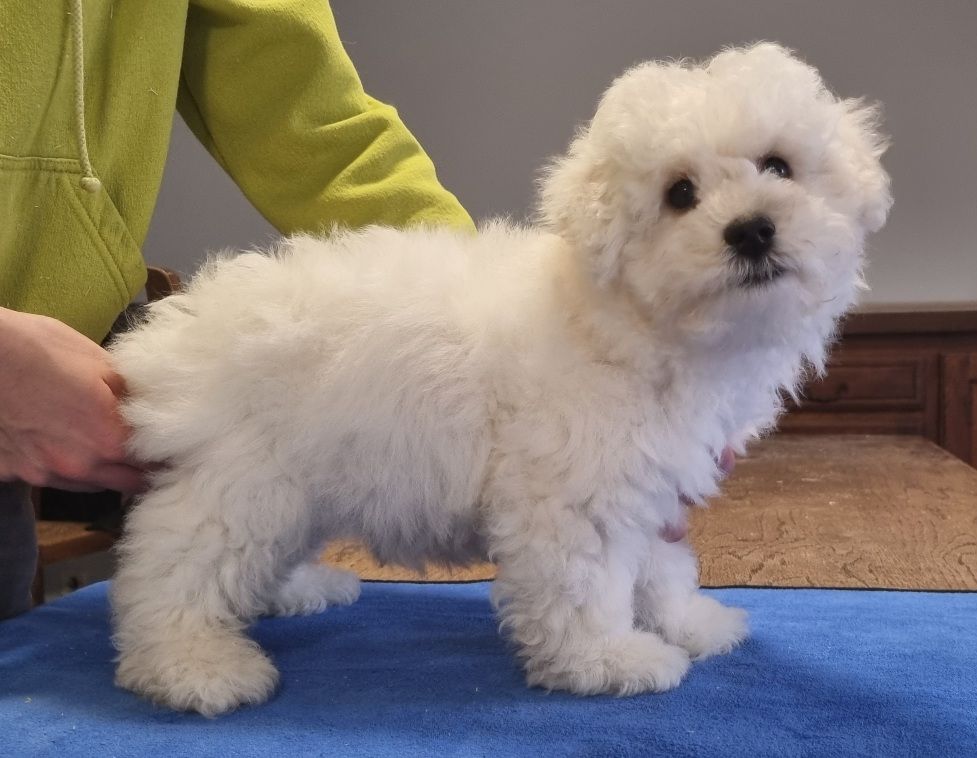 des hirondelles du voyage - Chiot disponible  - Bichon Frise