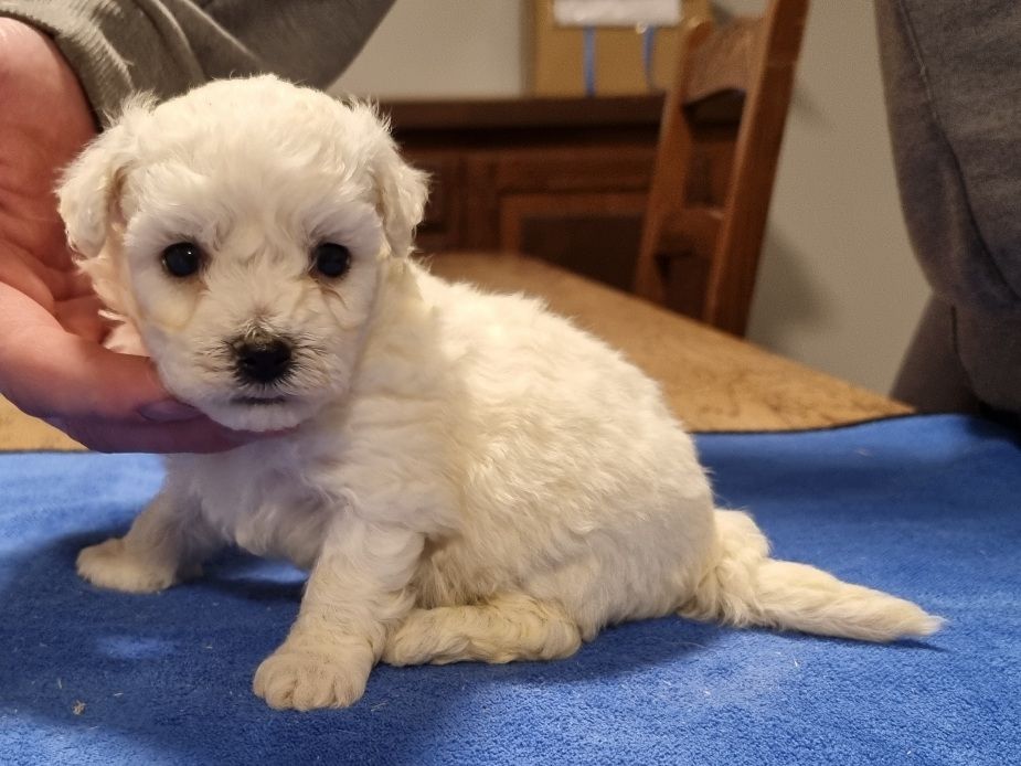 des hirondelles du voyage - Chiot disponible  - Bichon Frise