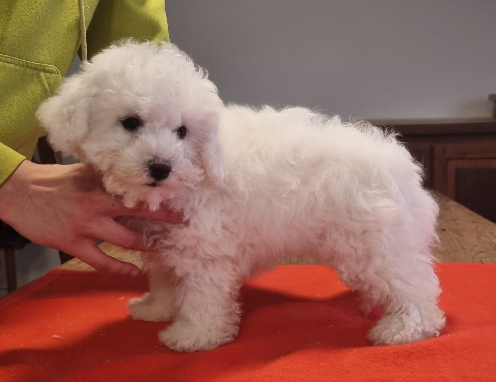 des hirondelles du voyage - Chiot disponible  - Bichon Frise