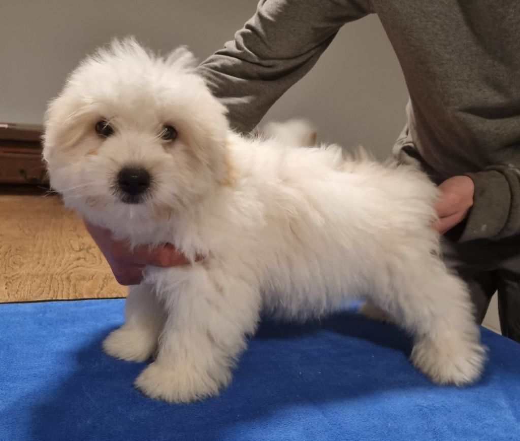 des hirondelles du voyage - Chiot disponible  - Coton de Tulear