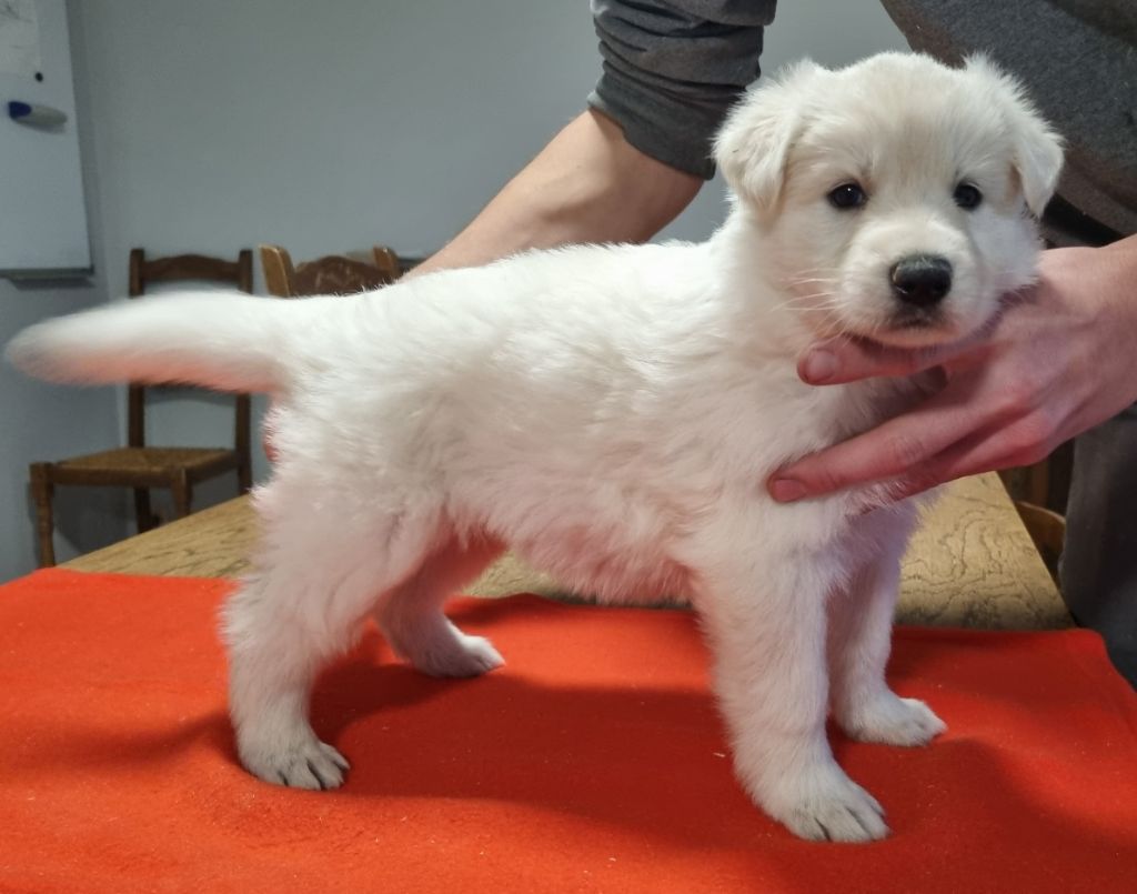 des hirondelles du voyage - Chiot disponible  - Berger Blanc Suisse