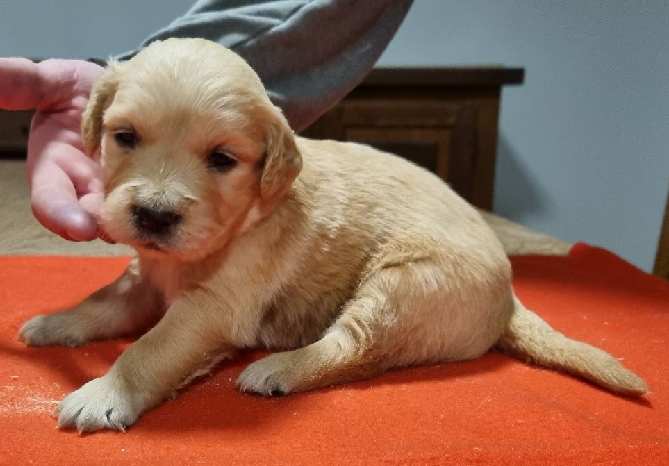 des hirondelles du voyage - Chiot disponible  - Golden Retriever