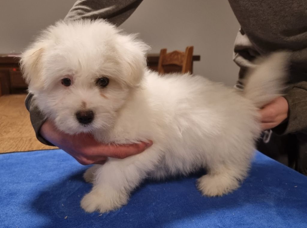 des hirondelles du voyage - Chiot disponible  - Coton de Tulear