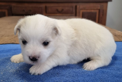 des hirondelles du voyage - Coton de Tulear - Portée née le 18/10/2024