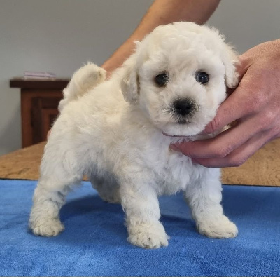 des hirondelles du voyage - Bichon Frise - Portée née le 09/08/2024