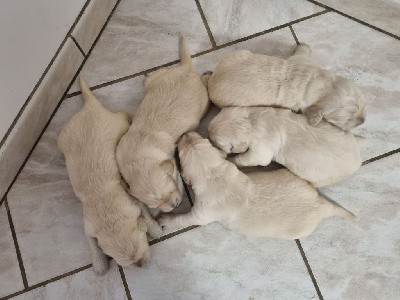 CHIOT 5 Feuille