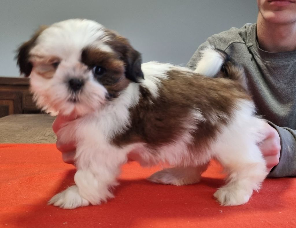 des hirondelles du voyage - Chiot disponible  - Shih Tzu