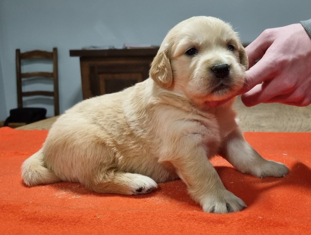 des hirondelles du voyage - Chiot disponible  - Golden Retriever