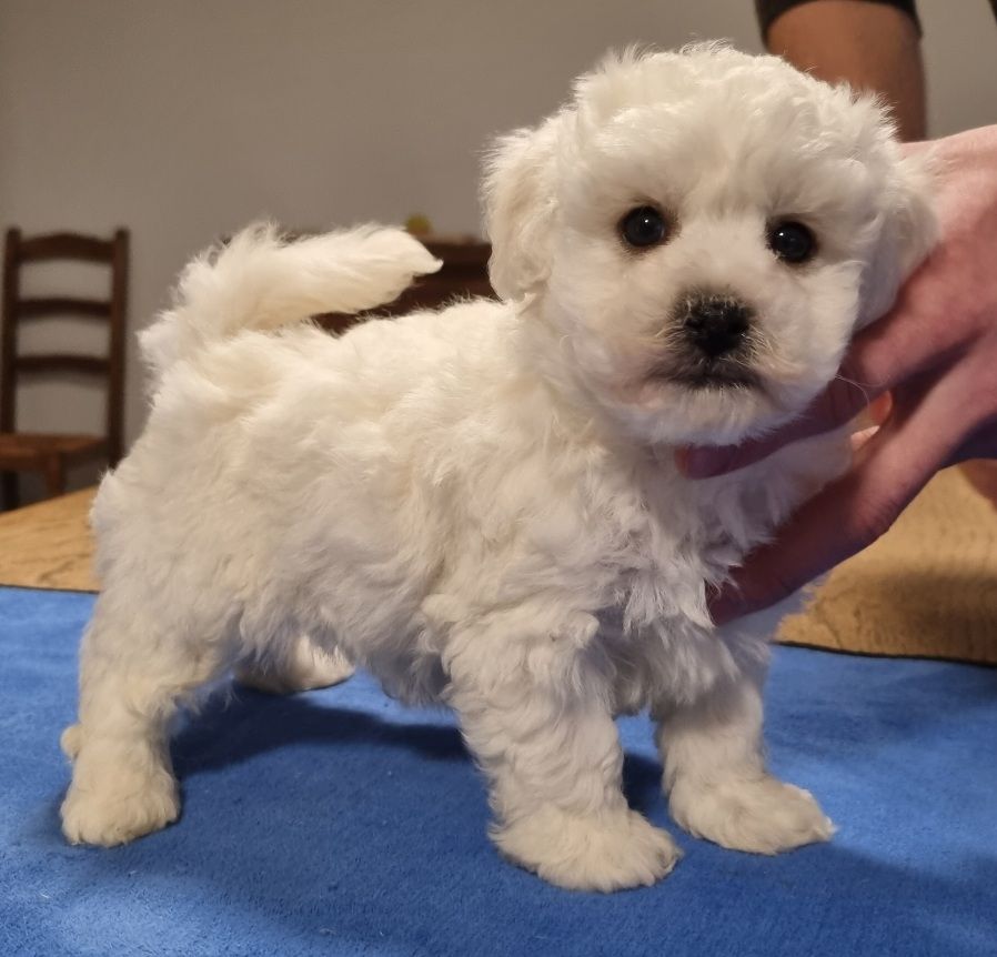 des hirondelles du voyage - Chiot disponible  - Bichon Frise