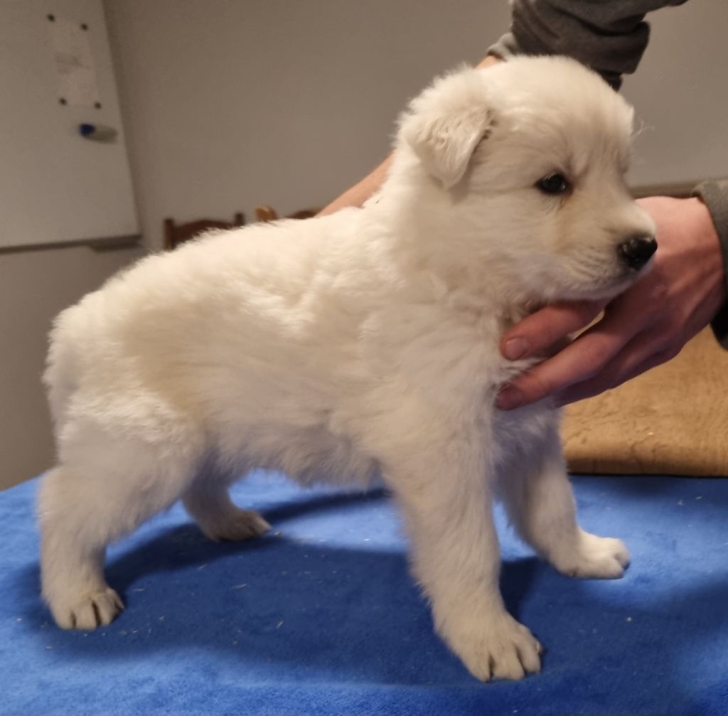 des hirondelles du voyage - Chiot disponible  - Berger Blanc Suisse