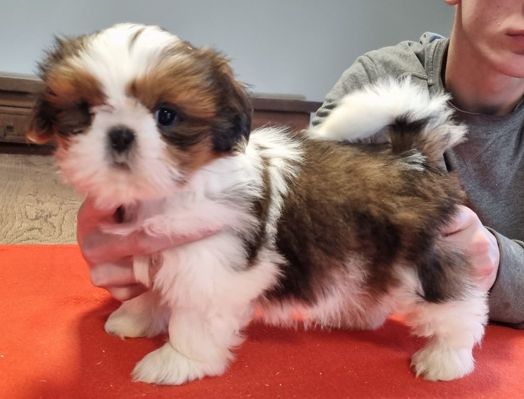 des hirondelles du voyage - Chiot disponible  - Shih Tzu