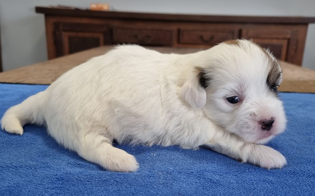 des hirondelles du voyage - Chiot disponible  - Coton de Tulear