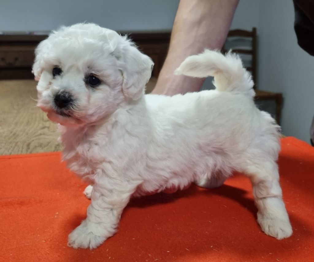 des hirondelles du voyage - Chiot disponible  - Bichon Frise