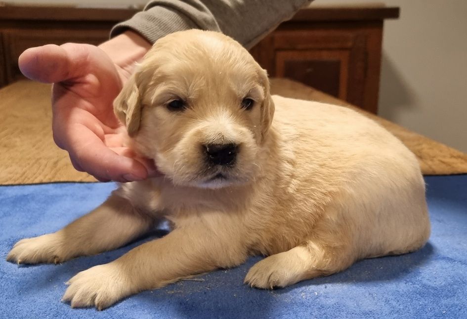 des hirondelles du voyage - Chiot disponible  - Golden Retriever