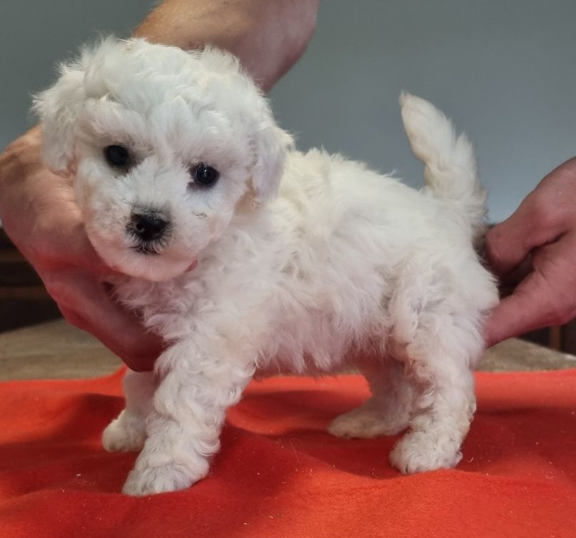 des hirondelles du voyage - Chiot disponible  - Bichon Frise