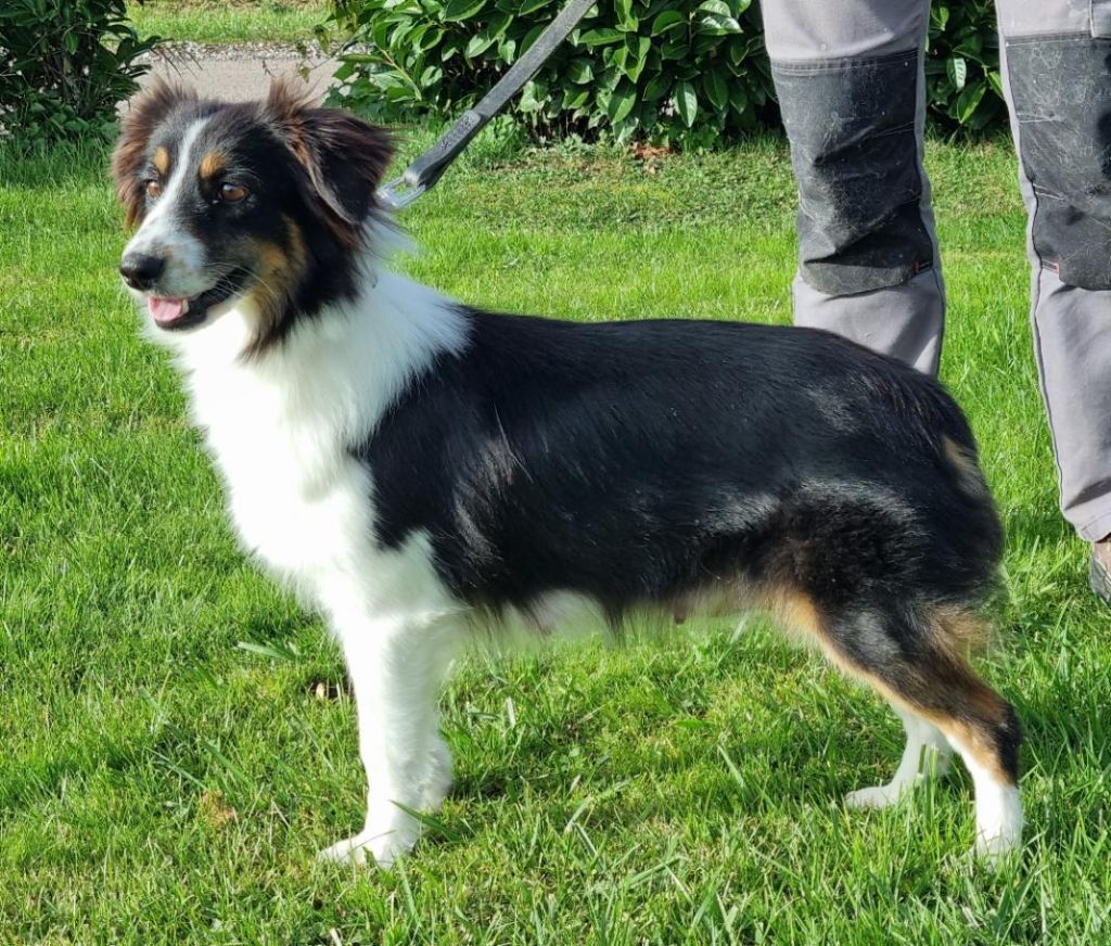 Vivi d'albasta (Sans Affixe)