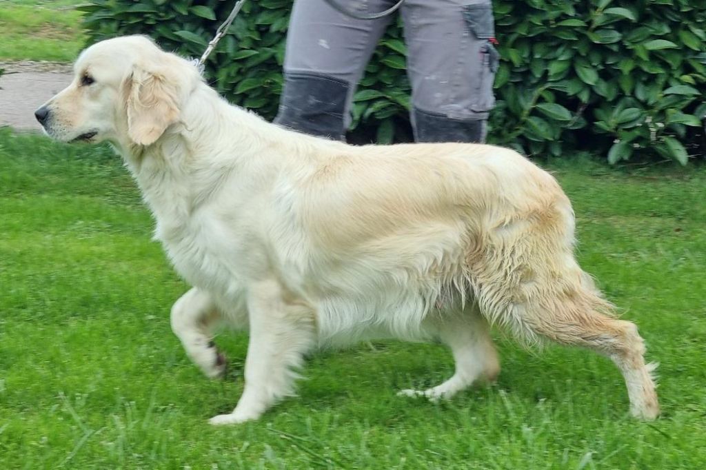 Uliana des hirondelles du voyage