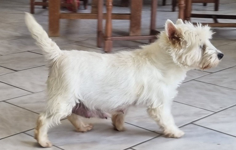 Romane des hirondelles du voyage