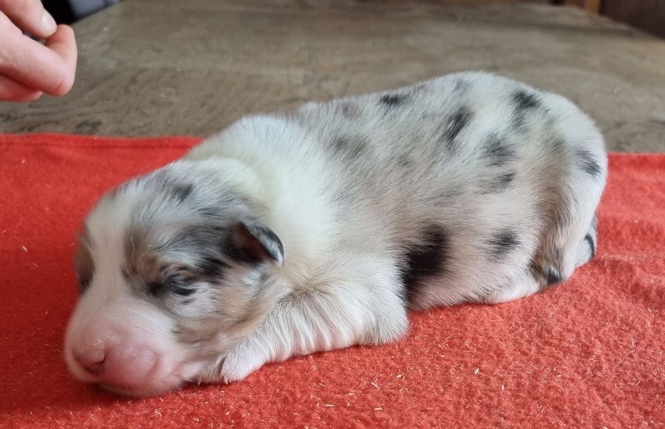 des hirondelles du voyage - Chiots disponibles - Berger Australien