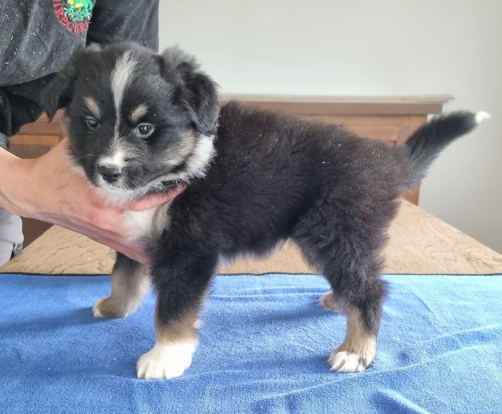 des hirondelles du voyage - Chiots disponibles - Berger Américain Miniature 