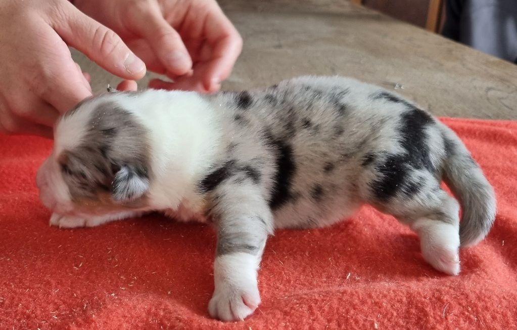 des hirondelles du voyage - Chiots disponibles - Berger Australien