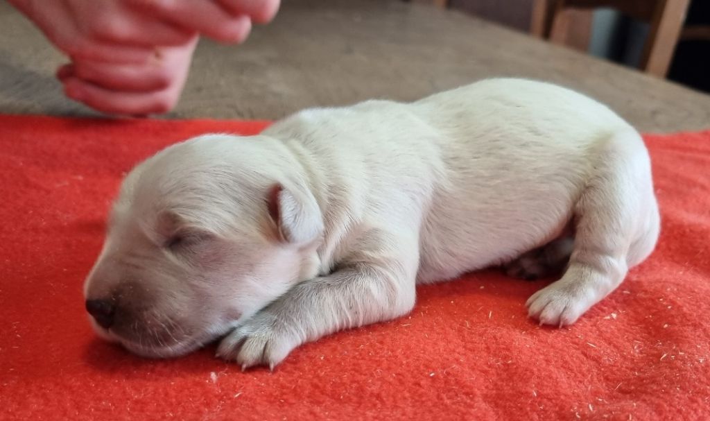 des hirondelles du voyage - Chiots disponibles - Golden Retriever