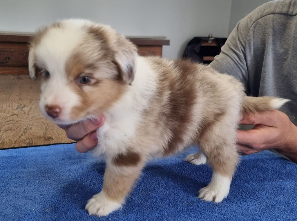 des hirondelles du voyage - Chiots disponibles - Berger Américain Miniature 