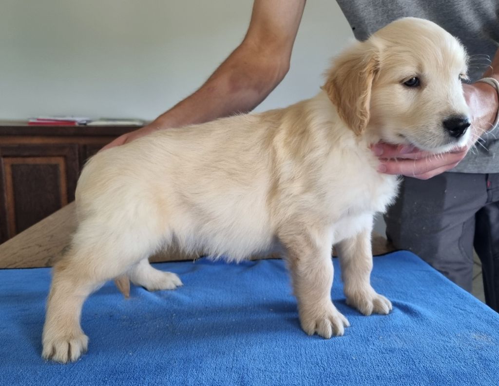 des hirondelles du voyage - Chiots disponibles - Golden Retriever