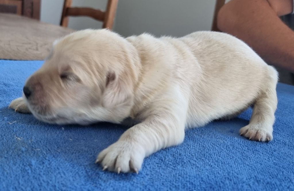 des hirondelles du voyage - Chiots disponibles - Golden Retriever