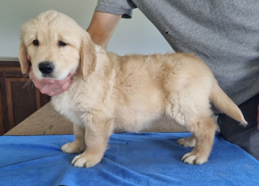 des hirondelles du voyage - Chiots disponibles - Golden Retriever