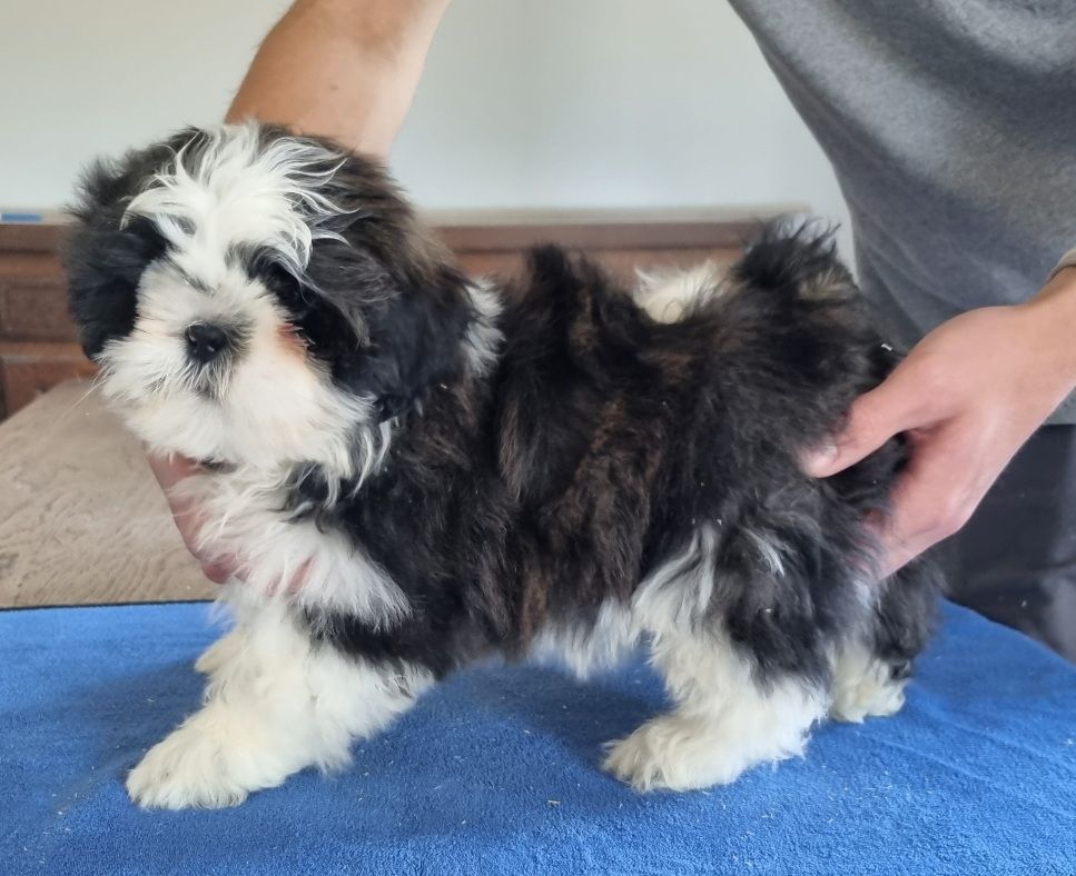des hirondelles du voyage - Chiots disponibles - Shih Tzu