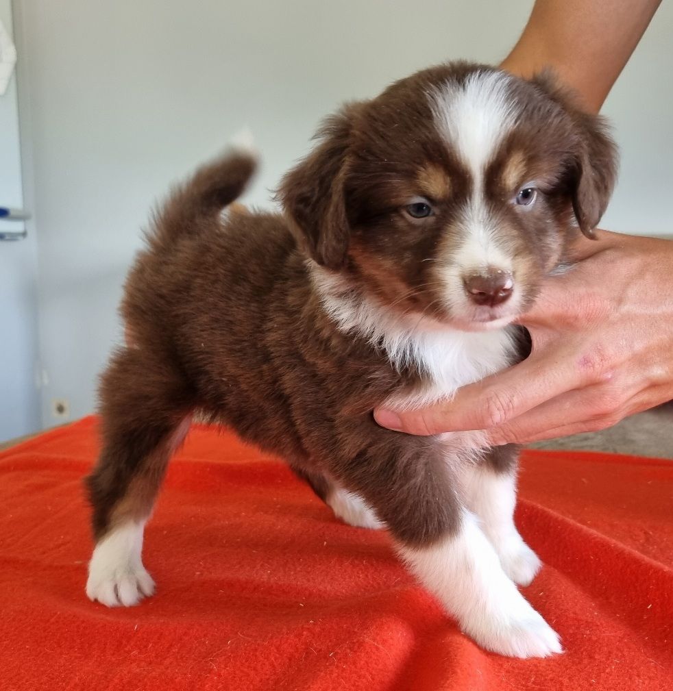 des hirondelles du voyage - Chiots disponibles - Berger Américain Miniature 