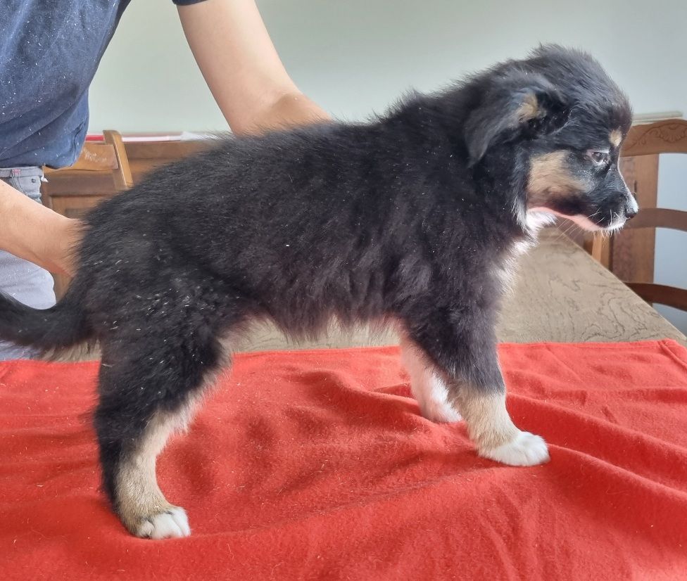 des hirondelles du voyage - Chiots disponibles - Berger Américain Miniature 