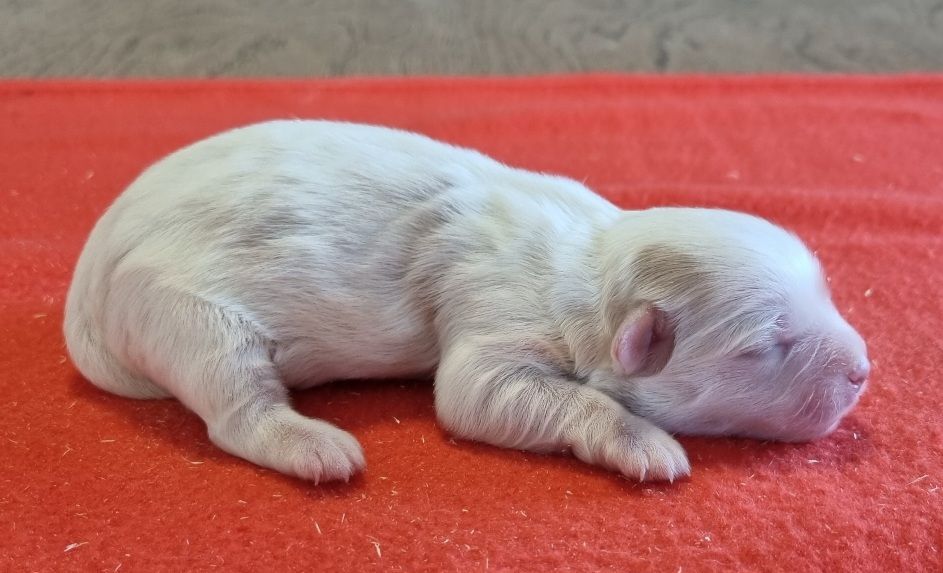 des hirondelles du voyage - Chiots disponibles - Coton de Tulear