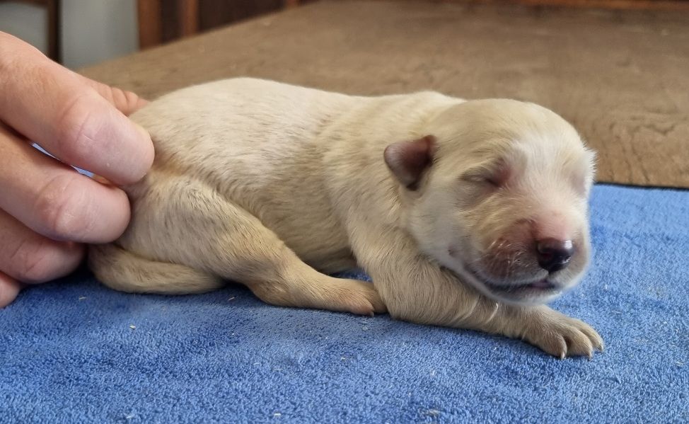 des hirondelles du voyage - Chiots disponibles - Golden Retriever