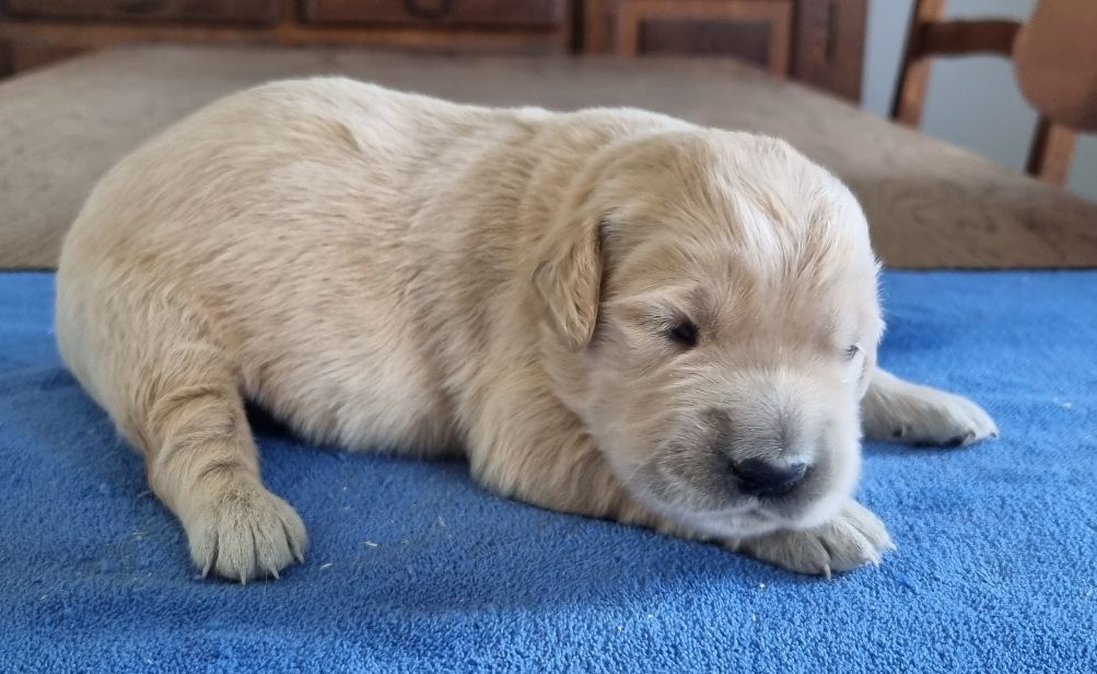 des hirondelles du voyage - Chiots disponibles - Golden Retriever