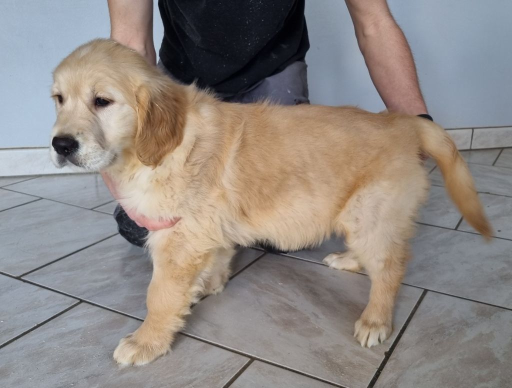 des hirondelles du voyage - Chiots disponibles - Golden Retriever